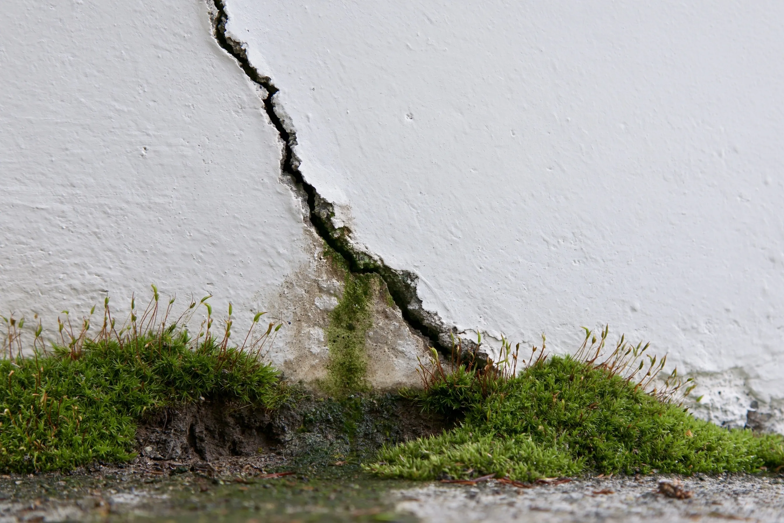 Close-up of a diagonal hairline-to-medium crack in a painted poured-concrete foundation wall, moss at the soil line and a damp stain below the crack